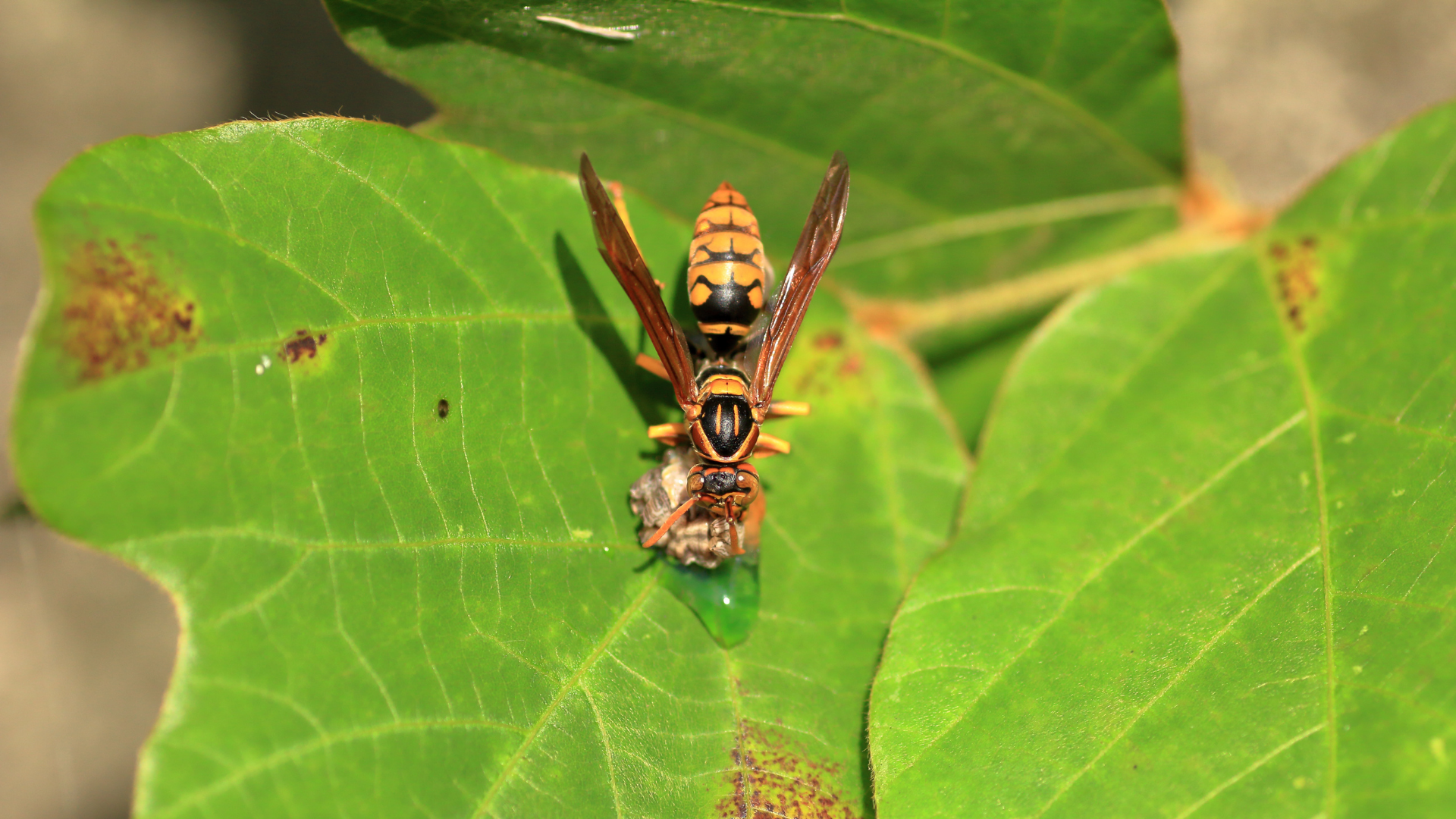 蜂はコーヒーの匂いが嫌い 蜂を寄せ付けない方法を紹介