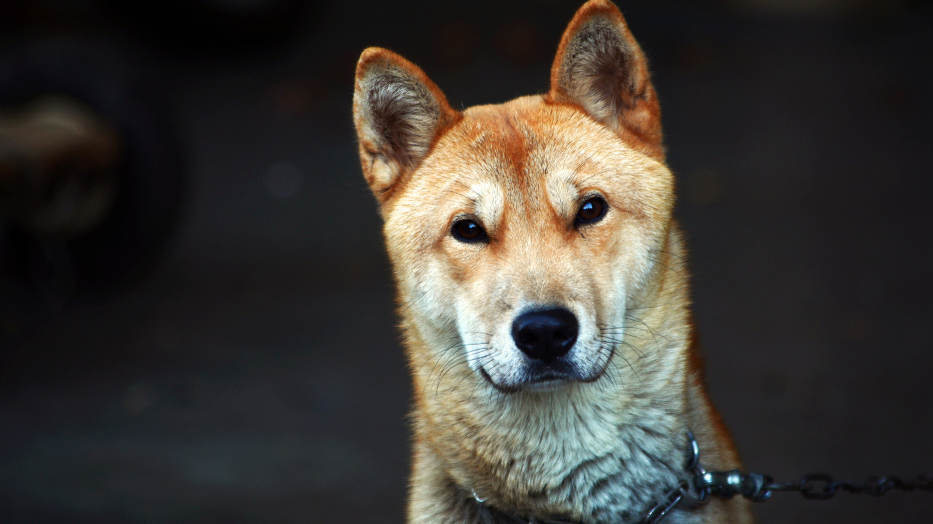 韓国にしかいない動物は 絶滅した生き物についても